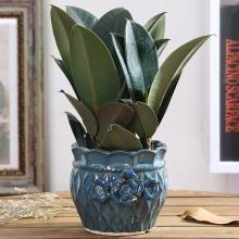 腊梅的寓意和象征风水_吊兰养在阳台的寓意和象征风水_马的寓意和象征风水