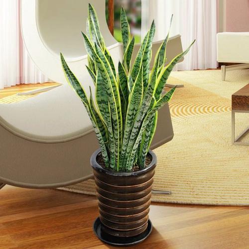 吊兰养在阳台的寓意和象征风水_马的寓意和象征风水_腊梅的寓意和象征风水