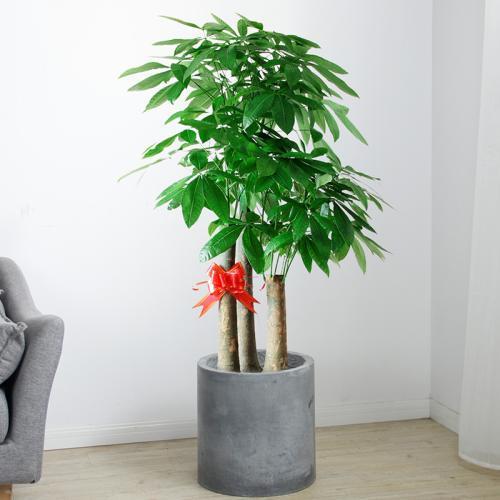 马的寓意和象征风水_腊梅的寓意和象征风水_吊兰养在阳台的寓意和象征风水