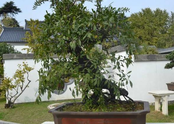 花卉养久了，不仅心态越来越好，室内更加好看！