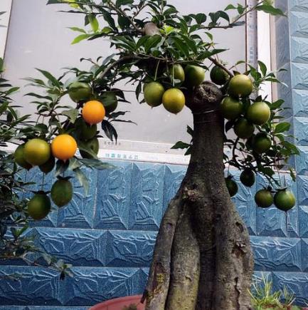 莲花的寓意和象征风水_荷花的寓意和象征风水_吊兰养在阳台的寓意和象征风水