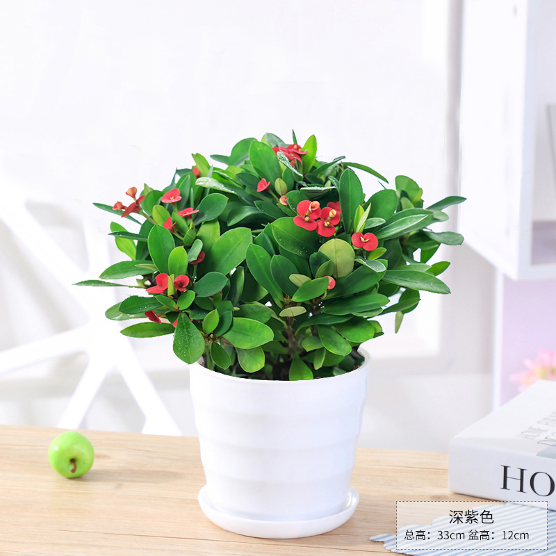 荷花的寓意和象征风水_莲花的寓意和象征风水_吊兰养在阳台的寓意和象征风水