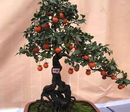 吊兰养在阳台的寓意和象征风水_莲花的寓意和象征风水_荷花的寓意和象征风水