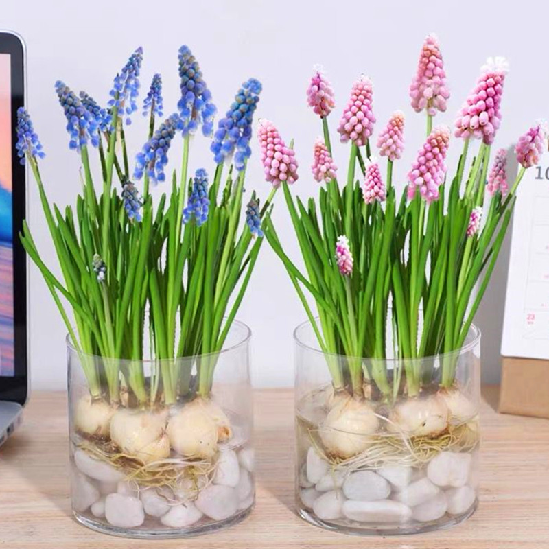 莲花的寓意和象征风水_荷花的寓意和象征风水_吊兰养在阳台的寓意和象征风水