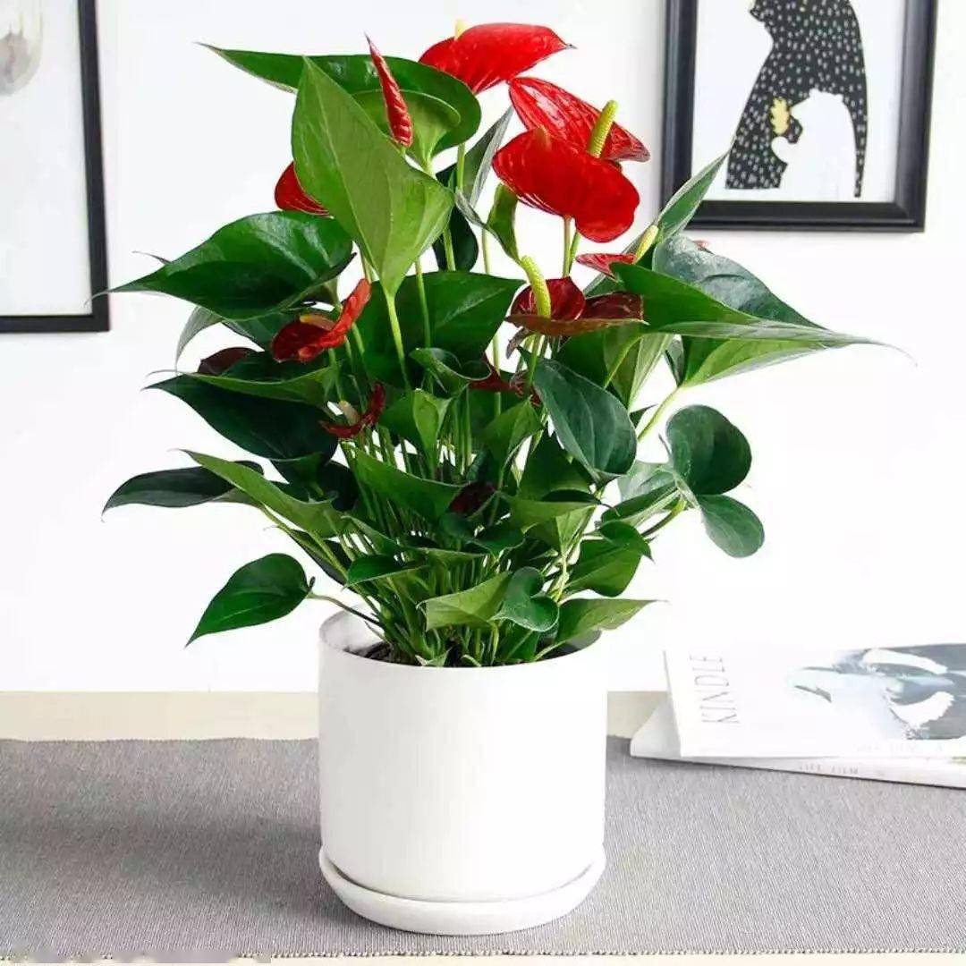 莲花的寓意和象征风水_吊兰养在阳台的寓意和象征风水_荷花的寓意和象征风水