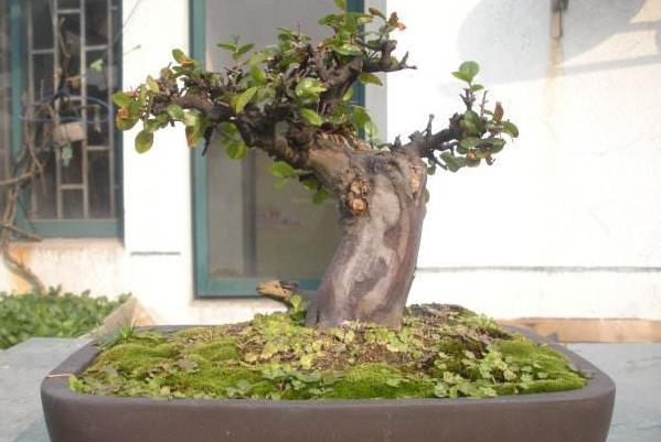 荷花的寓意和象征风水_莲花的寓意和象征风水_吊兰养在阳台的寓意和象征风水