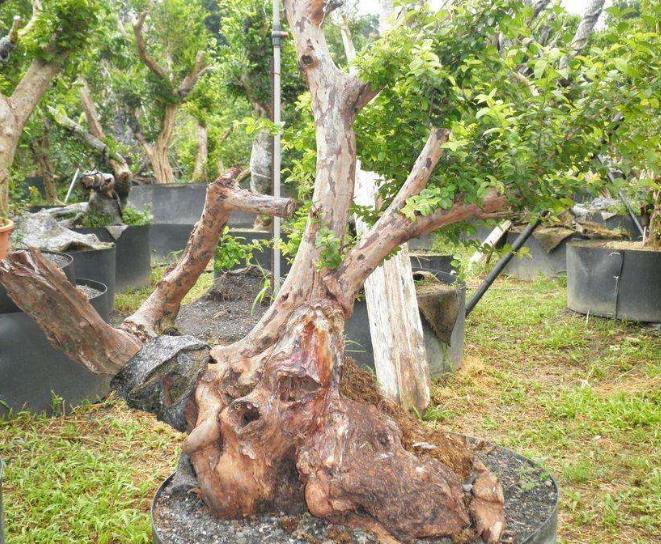荷花的寓意和象征风水_莲花的寓意和象征风水_吊兰养在阳台的寓意和象征风水