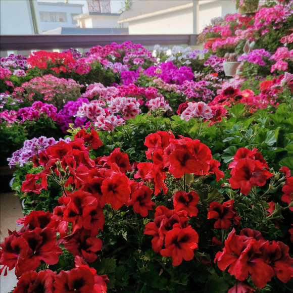 哪些喜欢晒的植物放在室内特别好看又好养？看看这些漂亮的花卉植物喜欢哪一些