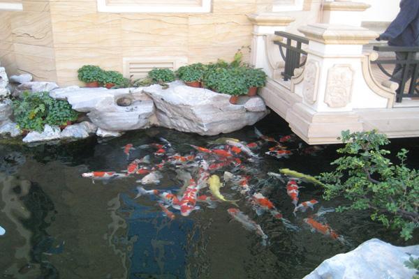 别墅鱼池风水鱼的种类有哪些？别墅风水布局位置