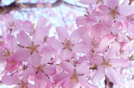 风水与桃花运的讲究，你知道吗？