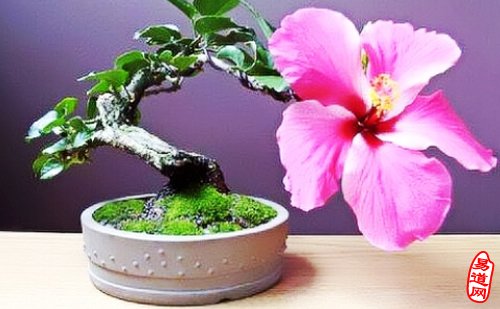 家居中的桃花位的作用，你知道几个？