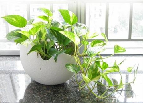 ：绿萝风水摆放禁忌，你知道吗？