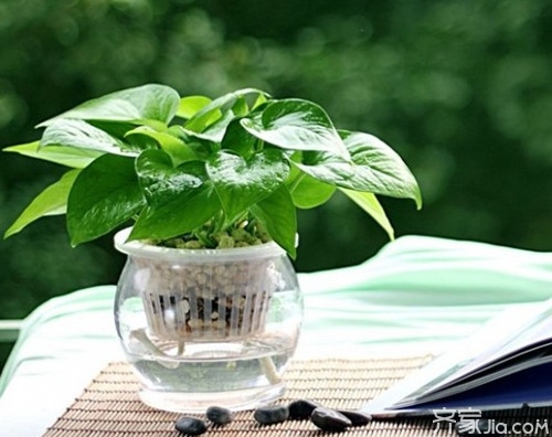 室内爬墙植物_绿萝爬墙风水好不好_植物爬墙风水