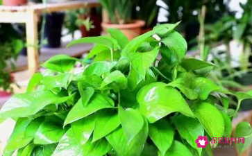 室内爬墙植物_植物爬墙风水_绿萝爬墙风水好不好