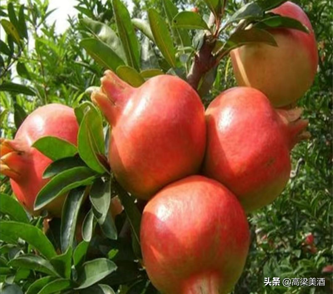 风水吉祥植物_属虎的吉祥风水方位_吉祥风水改运法