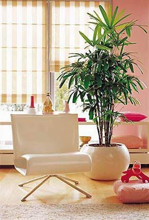 植物的风水_卧室适合养什么花或植物风水_植物风水 李德雄 下载