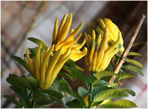 风水学上客厅放几盆植物_卧室床头放两盆植物风水好吗_客厅放什么植物好风水又好养