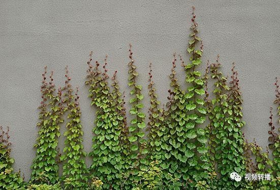 家里不论家具，否则霉运连连，一辈子难第一种