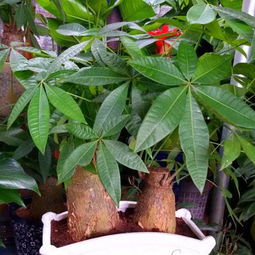 放什么植物好客厅放啥植物招财禁忌