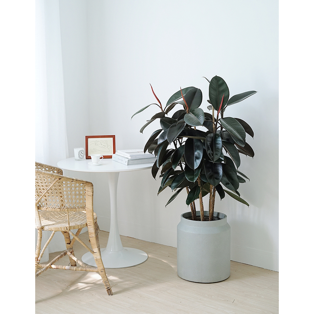 卧室放置的财位植物有何讲究有什么