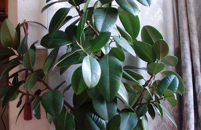 家居摆放风水_家居镜子风水_橡皮树的家居风水