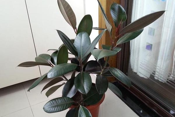 橡皮树的家居风水_家居镜子风水_家居摆放风水