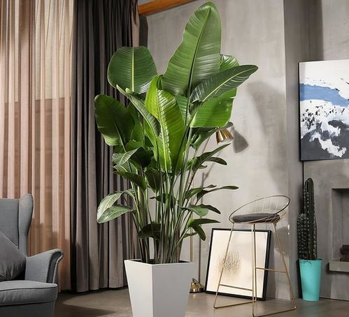 豆瓣绿家里养护养玉树关键技巧多福、财源滚滚