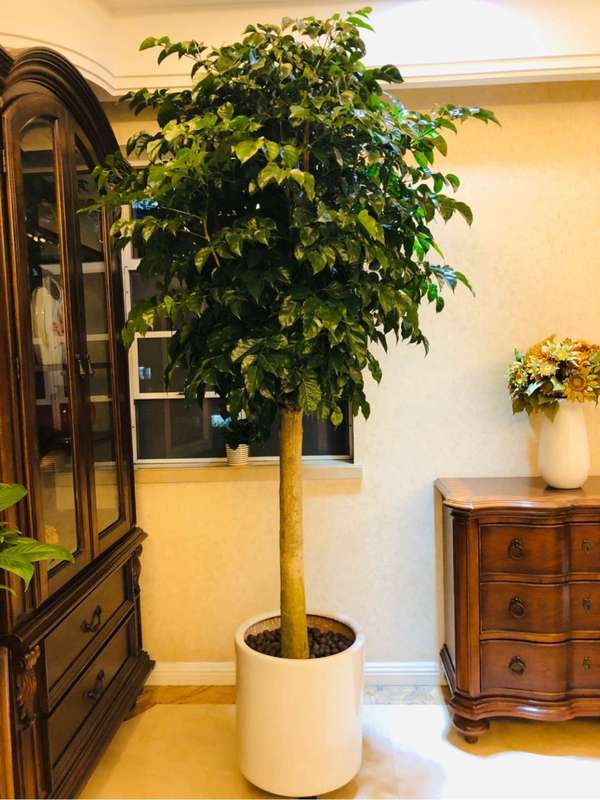 客厅放什么大型植物好风水又好养_客厅放植物风水位置_孕妇客厅放什么植物好