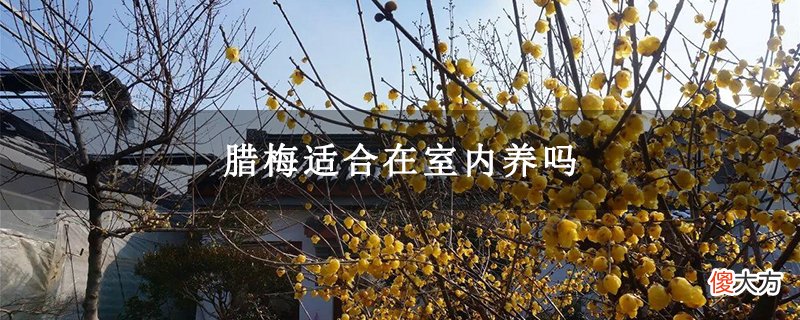 客厅腊梅放客厅好吗，放在室内好处多多什么讲究吗