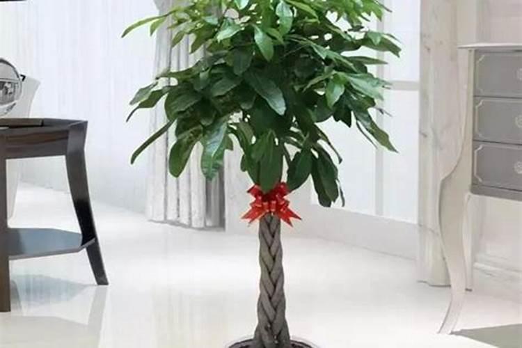 八种植物招财又旺宅财又旺宅的植物,家里养什么植物好招财