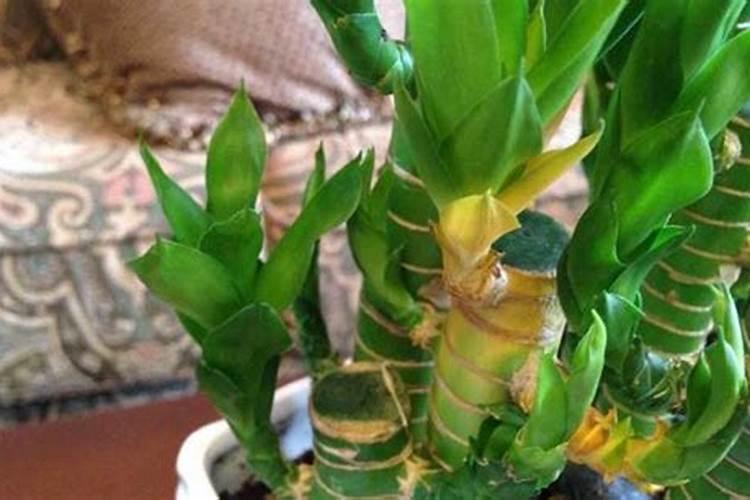 八种植物招财又旺宅财又旺宅的植物,家里养什么植物好招财