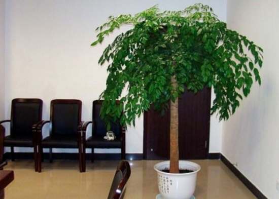 园子里种花风水好不,以及院子里种槐树种在哪个位置对应的知识点