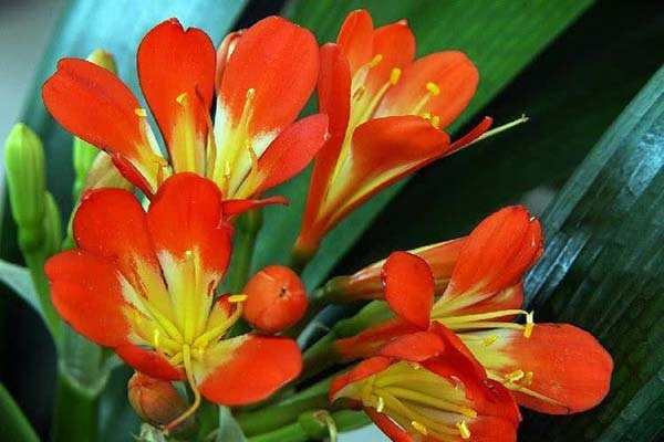 楼顶种什么植物对风水好_楼顶种什么植物好_后花园种什么植物旺风水