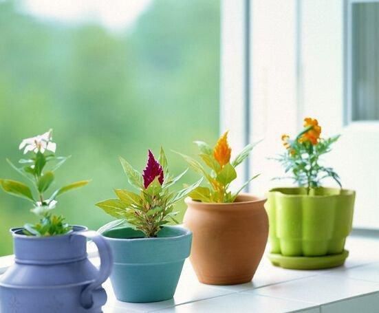 楼顶种什么植物对风水好_楼顶种什么植物好_后花园种什么植物旺风水