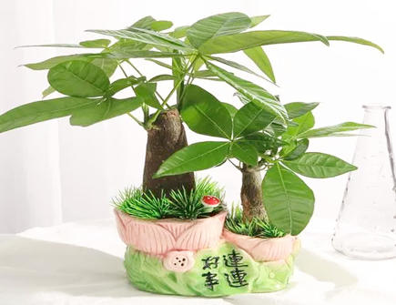 楼顶种什么植物好_后花园种什么植物旺风水_楼顶种什么植物对风水好