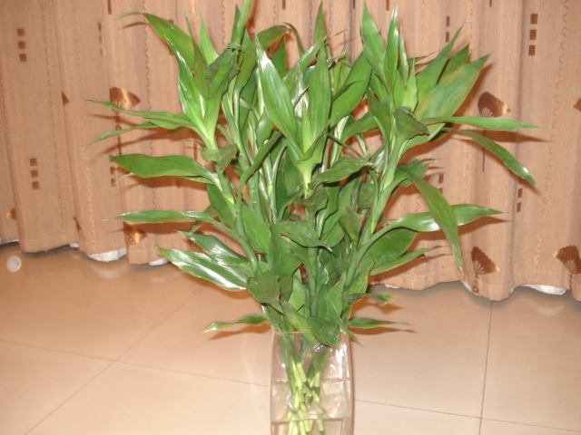 富贵竹富贵竹适合摆放方位的富贵竹开运竹