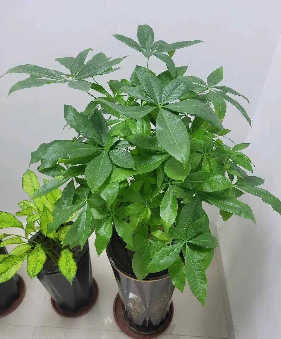 这些花和钱有关，好养耐看，想发财别错过！