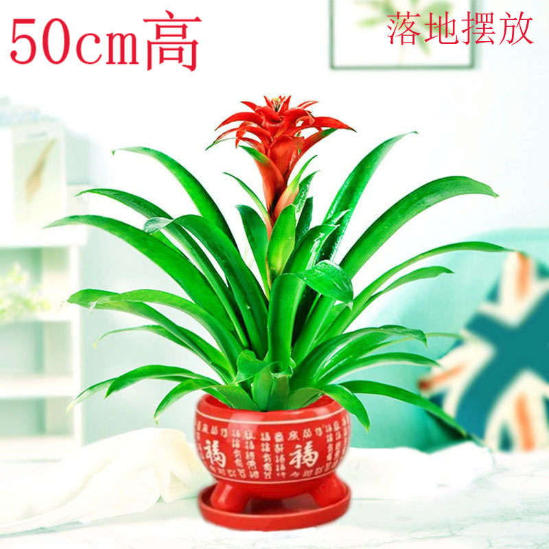 家中摆放一盆红运当头，空气可就清新多啦！！