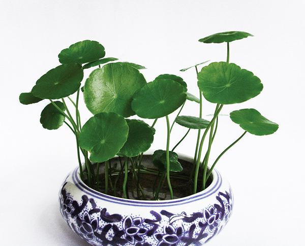 招财纳福的养殖指南，值得收藏！