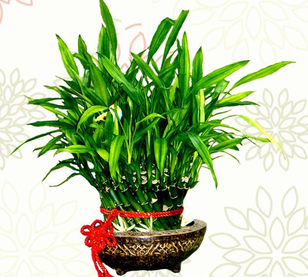 风水大叶植物有哪些_风水财位摆放常绿叶大叶厚植物_财位摆放什么植物最好