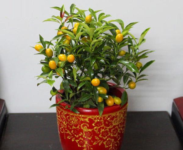 财位摆放什么植物最好_风水大叶植物有哪些_风水财位摆放常绿叶大叶厚植物