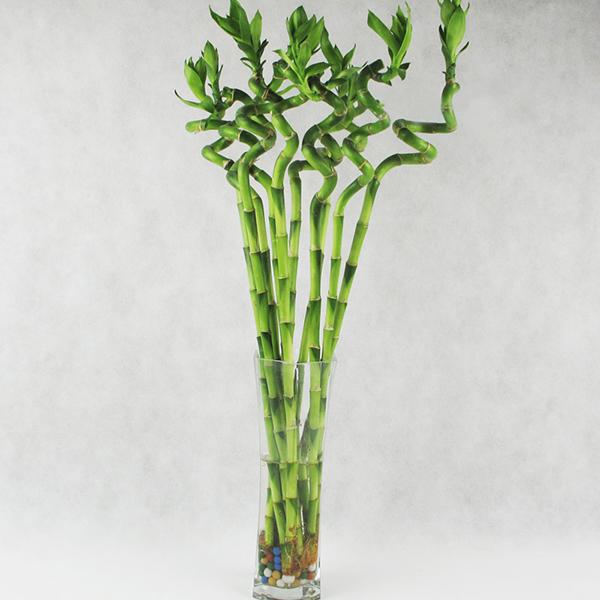 风水财位摆放常绿叶大叶厚植物_风水大叶植物有哪些_财位摆放什么植物最好