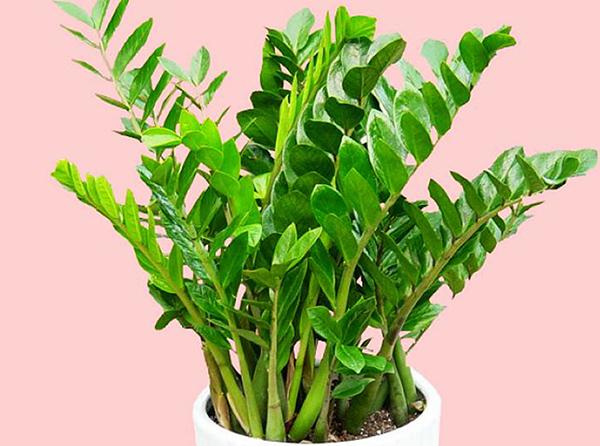 财位摆放什么植物最好_风水大叶植物有哪些_风水财位摆放常绿叶大叶厚植物