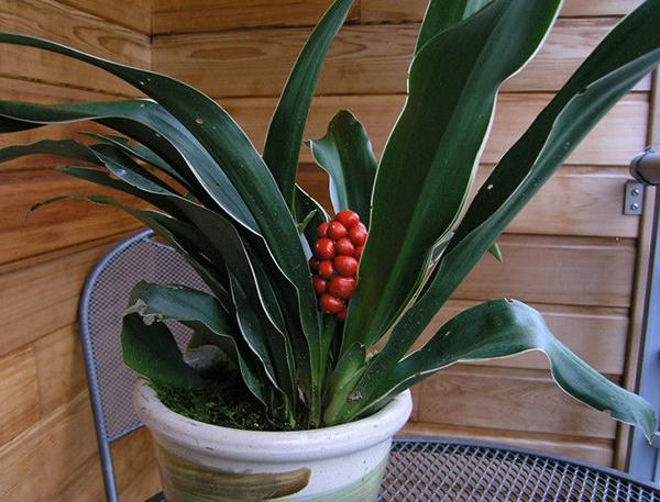 财位摆放什么植物最好_风水财位摆放常绿叶大叶厚植物_风水大叶植物有哪些