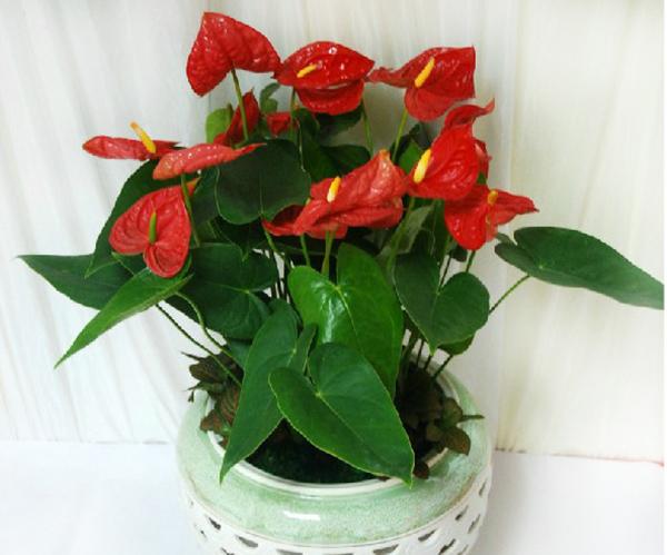 风水财位摆放常绿叶大叶厚植物_财位摆放什么植物最好_风水大叶植物有哪些