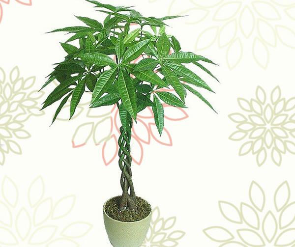 风水大叶植物有哪些_风水财位摆放常绿叶大叶厚植物_财位摆放什么植物最好