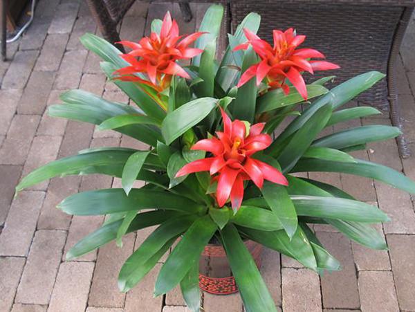 风水财位摆放常绿叶大叶厚植物_财位摆放什么植物最好_风水大叶植物有哪些