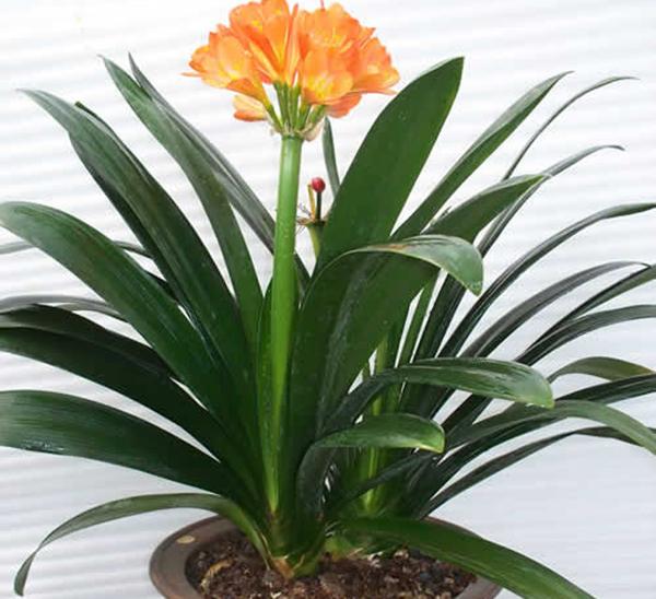 风水大叶植物有哪些_财位摆放什么植物最好_风水财位摆放常绿叶大叶厚植物