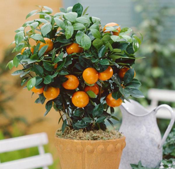 风水大叶植物有哪些_风水财位摆放常绿叶大叶厚植物_财位摆放什么植物最好