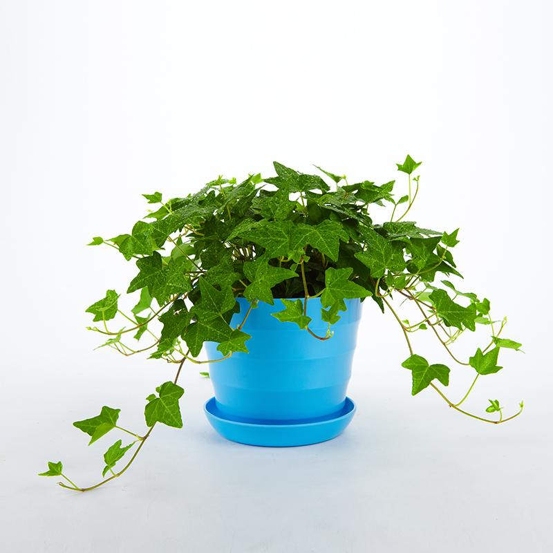 阳台风水学详细介绍阳台风水绿色植物放置有哪些注重异性向你表白